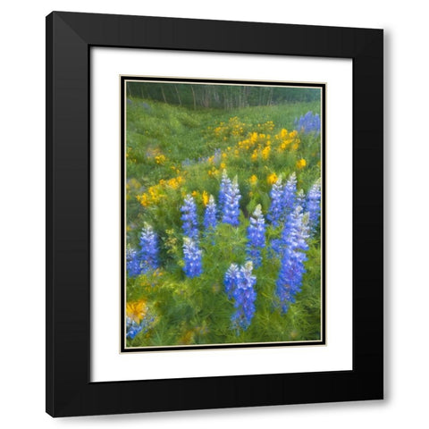 CO, Crested Butte Lupines and sunflowers, spring Black Modern Wood Framed Art Print with Double Matting by Rotenberg, Nancy