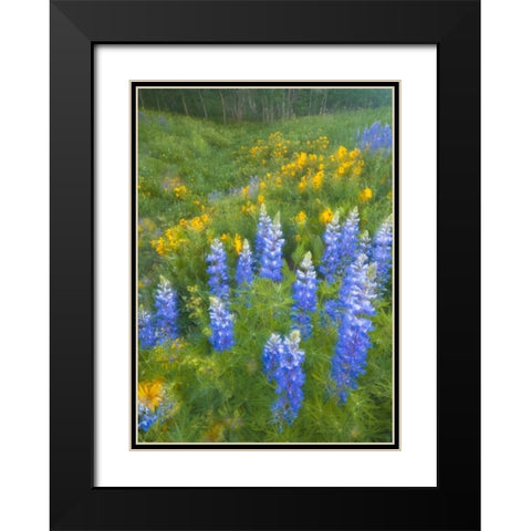 CO, Crested Butte Lupines and sunflowers, spring Black Modern Wood Framed Art Print with Double Matting by Rotenberg, Nancy