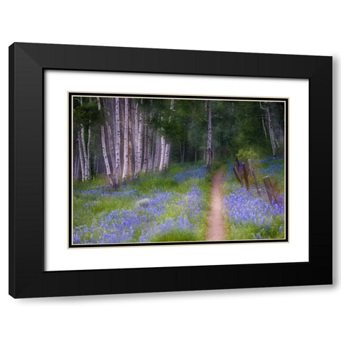 CO, Crested Butte Fenced trail through lupine Black Modern Wood Framed Art Print with Double Matting by Rotenberg, Nancy