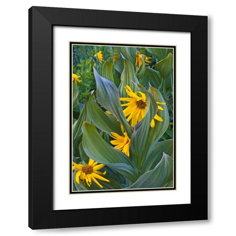 CO, Crested Butte Corn lilies and sunflowers Black Modern Wood Framed Art Print with Double Matting by Rotenberg, Nancy