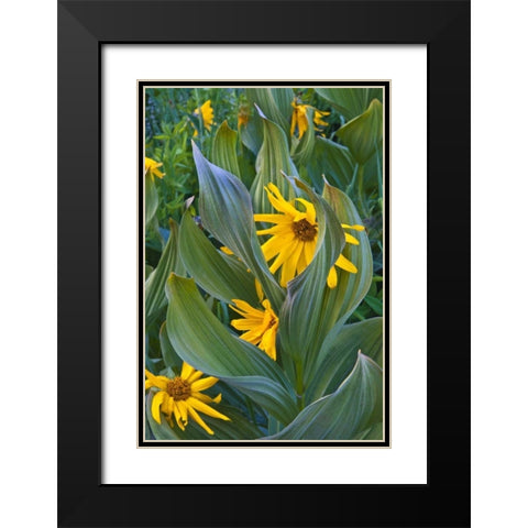 CO, Crested Butte Corn lilies and sunflowers Black Modern Wood Framed Art Print with Double Matting by Rotenberg, Nancy