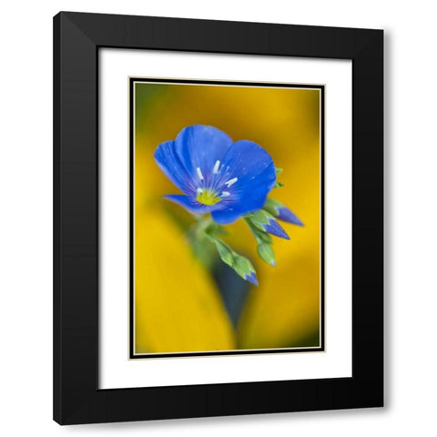Colorado Cranesbill geranium flower in spring Black Modern Wood Framed Art Print with Double Matting by Rotenberg, Nancy