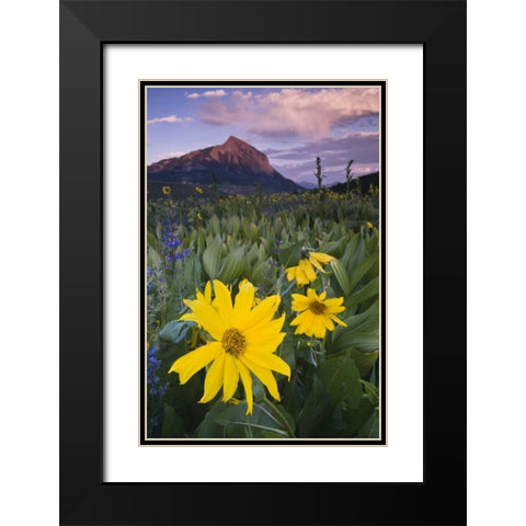 CO, Crested Butte Flowers by Mt Crested Butte Black Modern Wood Framed Art Print with Double Matting by Rotenberg, Nancy
