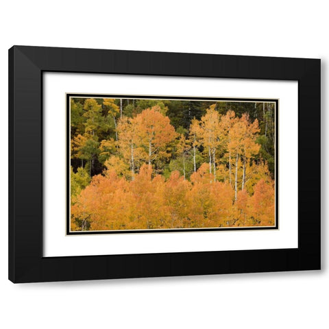 CO, Uncompahgre NF Grove of orange-tinged aspens Black Modern Wood Framed Art Print with Double Matting by Grall, Don