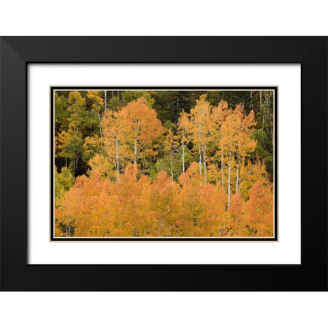 CO, Uncompahgre NF Grove of orange-tinged aspens Black Modern Wood Framed Art Print with Double Matting by Grall, Don