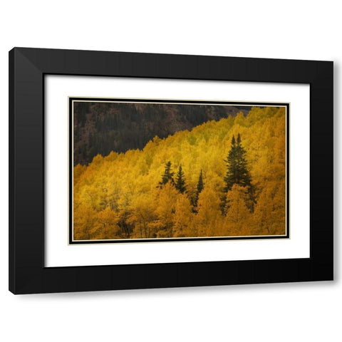 CO, Rocky Mts A ridge of aspen trees in autumn Black Modern Wood Framed Art Print with Double Matting by Grall, Don