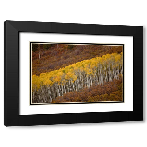 CO, Gunnison NP Autumn trees in Black Canyon Black Modern Wood Framed Art Print with Double Matting by Grall, Don