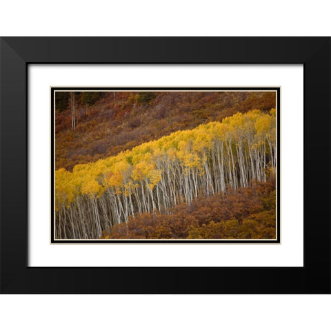CO, Gunnison NP Autumn trees in Black Canyon Black Modern Wood Framed Art Print with Double Matting by Grall, Don