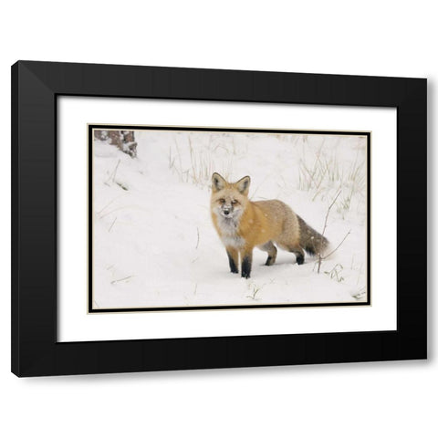 CO, Pike NF A red fox with snow on its muzzle Black Modern Wood Framed Art Print with Double Matting by Grall, Don