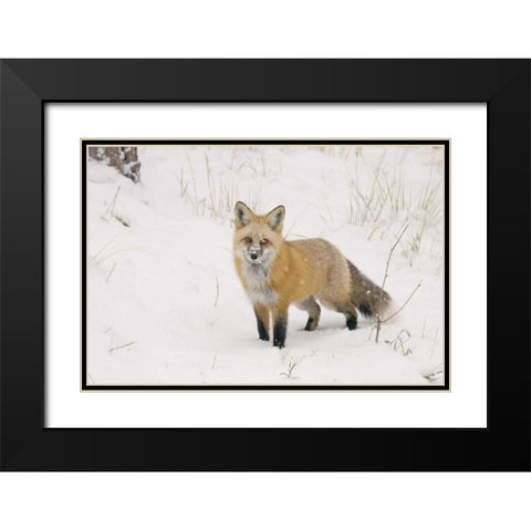 CO, Pike NF A red fox with snow on its muzzle Black Modern Wood Framed Art Print with Double Matting by Grall, Don