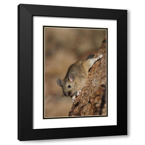 CO, Pike NF Bushy-tailed woodrat on a tree Black Modern Wood Framed Art Print with Double Matting by Grall, Don