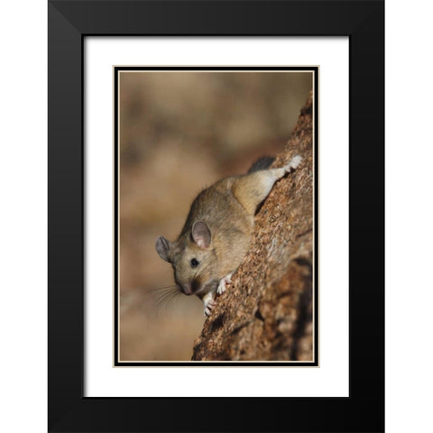 CO, Pike NF Bushy-tailed woodrat on a tree Black Modern Wood Framed Art Print with Double Matting by Grall, Don