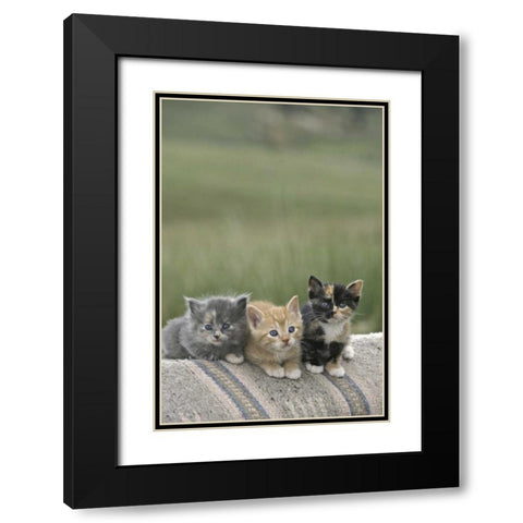 CO, Divide Barn kittens pose on a horse blanket Black Modern Wood Framed Art Print with Double Matting by Grall, Don