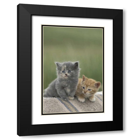 CO, Divide Barn kittens pose on a horse blanket Black Modern Wood Framed Art Print with Double Matting by Grall, Don