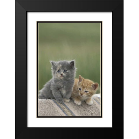 CO, Divide Barn kittens pose on a horse blanket Black Modern Wood Framed Art Print with Double Matting by Grall, Don