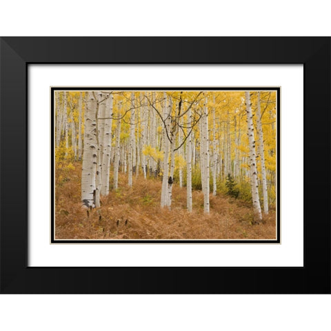 CO, Gunnison NF, Ohio Pass Aspen forest Black Modern Wood Framed Art Print with Double Matting by Grall, Don
