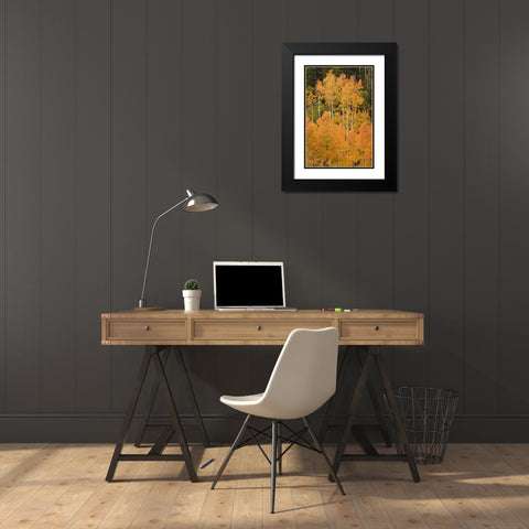 CO, Uncompahgre NF Grove of orange-tinged aspens Black Modern Wood Framed Art Print with Double Matting by Grall, Don