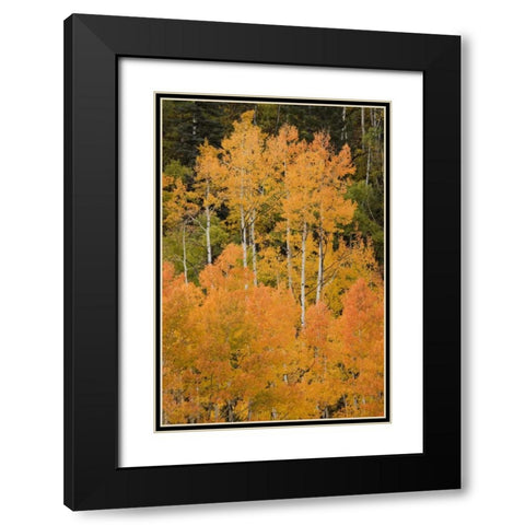 CO, Uncompahgre NF Grove of orange-tinged aspens Black Modern Wood Framed Art Print with Double Matting by Grall, Don