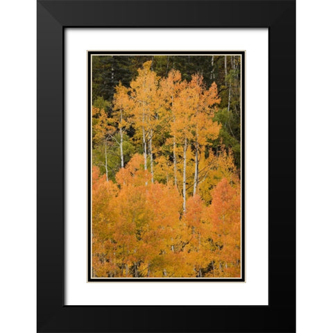 CO, Uncompahgre NF Grove of orange-tinged aspens Black Modern Wood Framed Art Print with Double Matting by Grall, Don