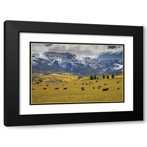 CO, Uncompahgre NF, Hastings Mesa Cattle grazing Black Modern Wood Framed Art Print with Double Matting by Grall, Don