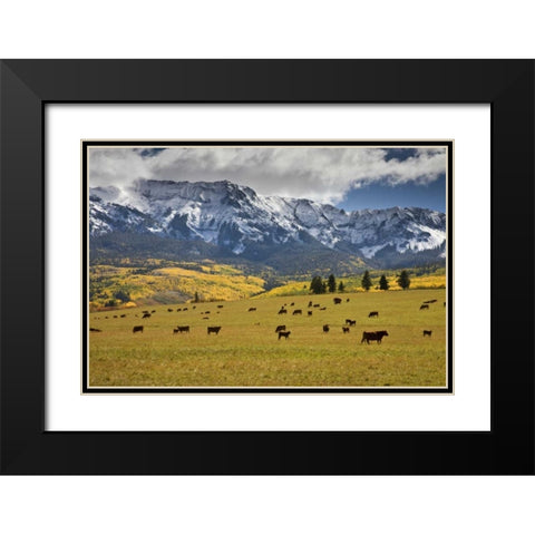 CO, Uncompahgre NF, Hastings Mesa Cattle grazing Black Modern Wood Framed Art Print with Double Matting by Grall, Don