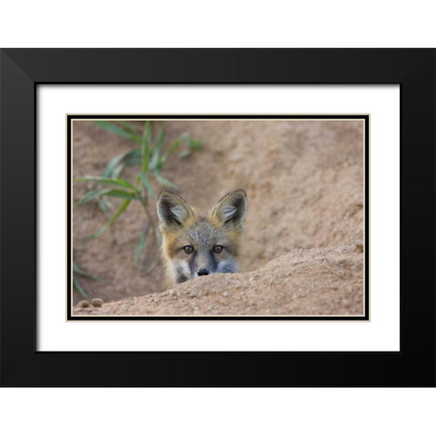 Colorado, Pike NF Shy red fox kit near den site Black Modern Wood Framed Art Print with Double Matting by Grall, Don