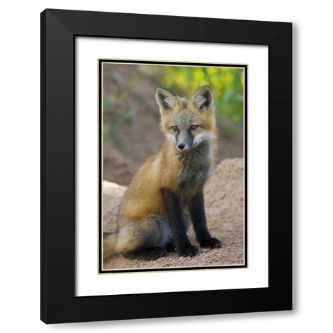 Colorado, Pike NF Red fox kit near den site Black Modern Wood Framed Art Print with Double Matting by Grall, Don