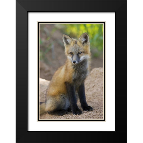 Colorado, Pike NF Red fox kit near den site Black Modern Wood Framed Art Print with Double Matting by Grall, Don