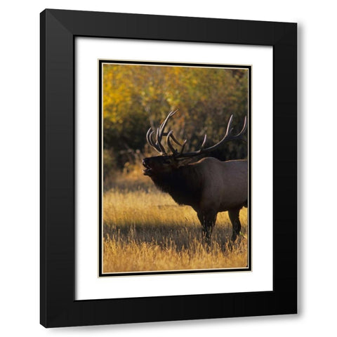 Colorado, Rocky Mountain NP Bull elk bugling Black Modern Wood Framed Art Print with Double Matting by Illg, Cathy and Gordon