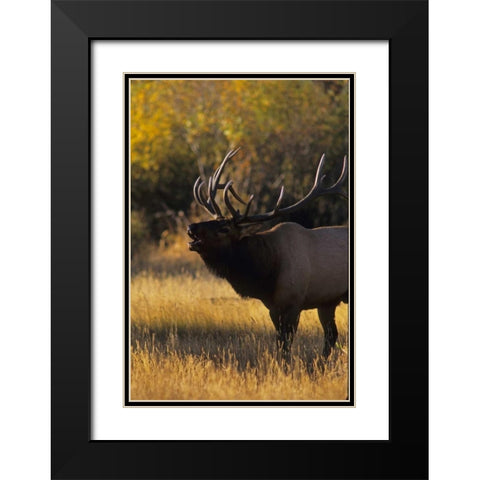 Colorado, Rocky Mountain NP Bull elk bugling Black Modern Wood Framed Art Print with Double Matting by Illg, Cathy and Gordon