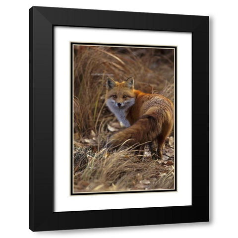 Colorado, Jefferson County Close-up of red fox Black Modern Wood Framed Art Print with Double Matting by Illg, Cathy and Gordon
