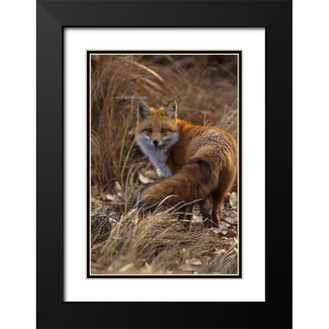 Colorado, Jefferson County Close-up of red fox Black Modern Wood Framed Art Print with Double Matting by Illg, Cathy and Gordon