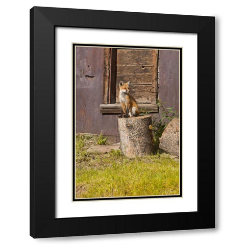 CO, Breckenridge Young fox sitting on log  Black Modern Wood Framed Art Print with Double Matting by Lord, Fred