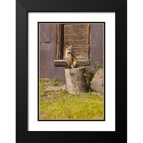 CO, Breckenridge Young fox sitting on log  Black Modern Wood Framed Art Print with Double Matting by Lord, Fred
