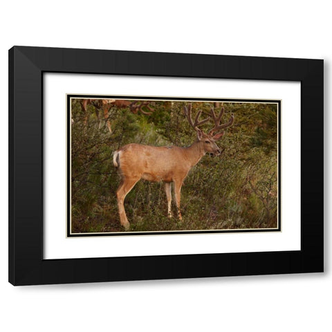 CO, Pike NF Mule deer buck with velvet antlers Black Modern Wood Framed Art Print with Double Matting by Grall, Don