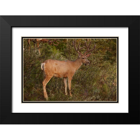 CO, Pike NF Mule deer buck with velvet antlers Black Modern Wood Framed Art Print with Double Matting by Grall, Don