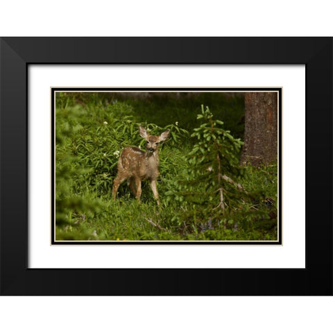 CO, White River NF Mule deer fawn in forest Black Modern Wood Framed Art Print with Double Matting by Grall, Don