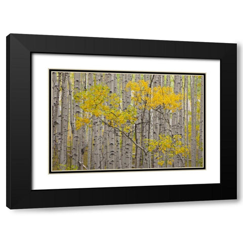CO, White River NF A stand of aspens in autumn Black Modern Wood Framed Art Print with Double Matting by Grall, Don