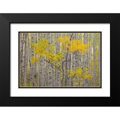 CO, White River NF A stand of aspens in autumn Black Modern Wood Framed Art Print with Double Matting by Grall, Don