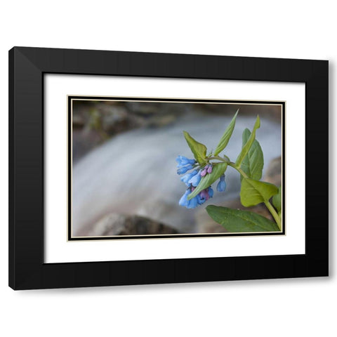 CO Mountain bluebells beside a rushing creek Black Modern Wood Framed Art Print with Double Matting by Grall, Don
