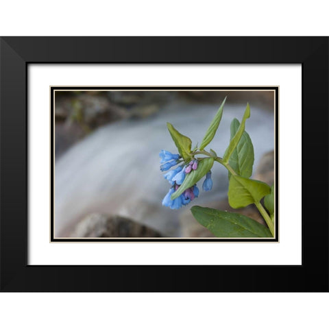 CO Mountain bluebells beside a rushing creek Black Modern Wood Framed Art Print with Double Matting by Grall, Don