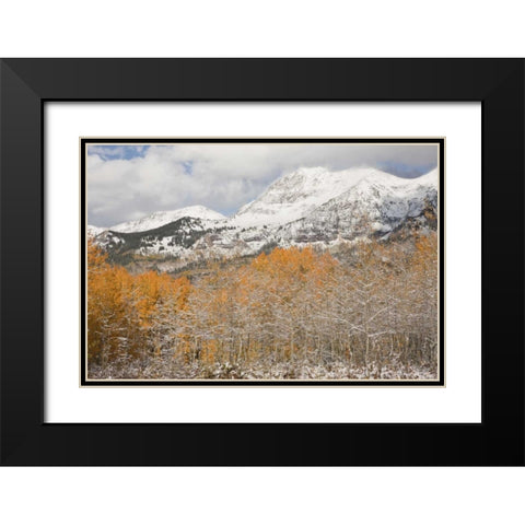 CO, Gunnison NF Aspens after a snowstorm Black Modern Wood Framed Art Print with Double Matting by Grall, Don