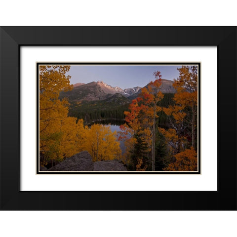 CO, Rocky Mts Aspen trees frame Longs Peak Black Modern Wood Framed Art Print with Double Matting by Grall, Don