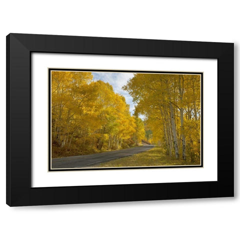 CO, Black Canyon, Road through fall trees Black Modern Wood Framed Art Print with Double Matting by Grall, Don