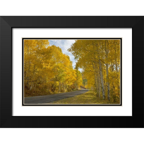 CO, Black Canyon, Road through fall trees Black Modern Wood Framed Art Print with Double Matting by Grall, Don
