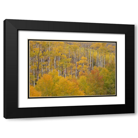 CO, White River NF Aspen grove in autumn foliage Black Modern Wood Framed Art Print with Double Matting by Grall, Don