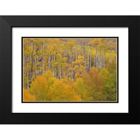 CO, White River NF Aspen grove in autumn foliage Black Modern Wood Framed Art Print with Double Matting by Grall, Don