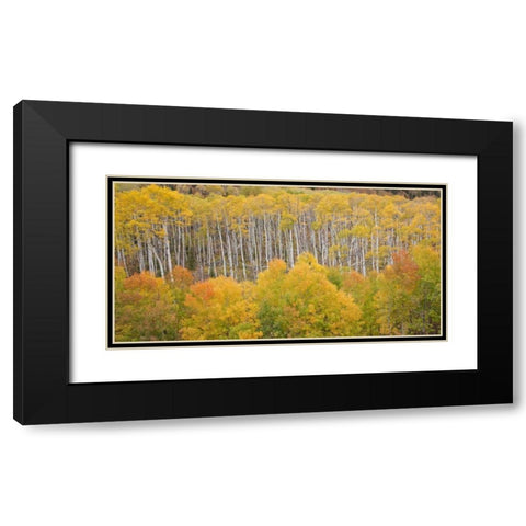 CO, White River NF Aspen grove in autumn foliage Black Modern Wood Framed Art Print with Double Matting by Grall, Don