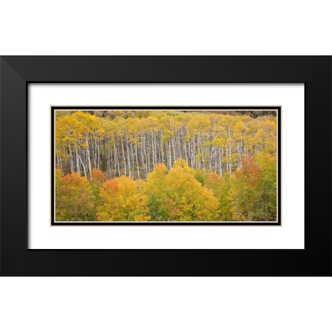 CO, White River NF Aspen grove in autumn foliage Black Modern Wood Framed Art Print with Double Matting by Grall, Don