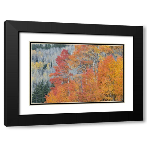 CO, San Juan Mts Aspen trees in autumn colors Black Modern Wood Framed Art Print with Double Matting by Grall, Don
